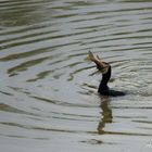 Cormoran (Phalacrocorax carbo), de pesca.