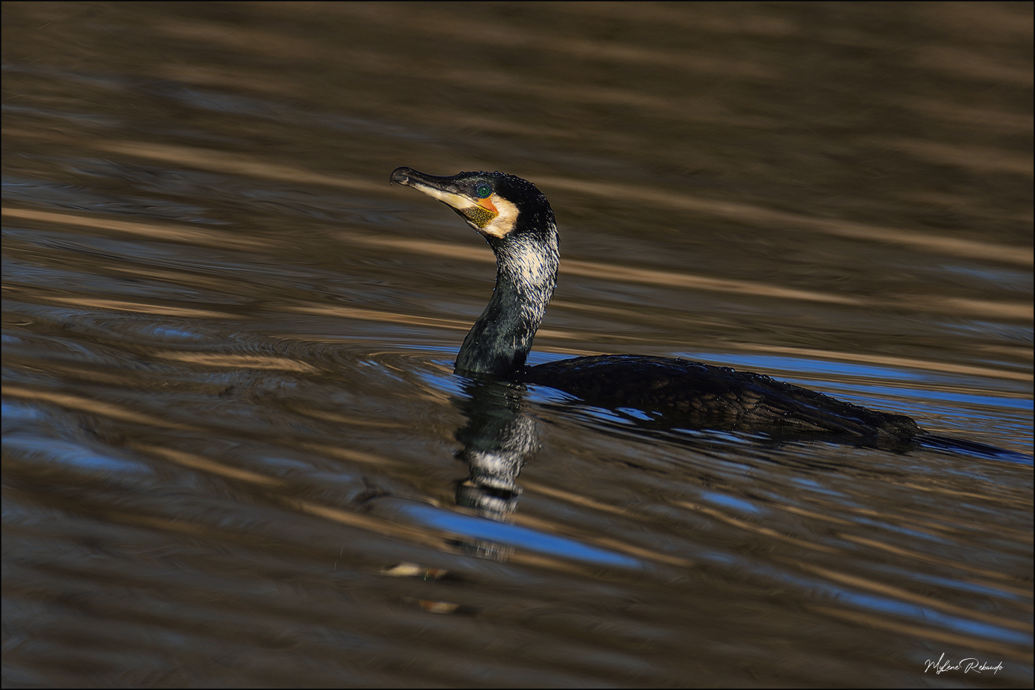 Cormoran plumage nuptial