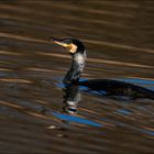 Cormoran plumage nuptial