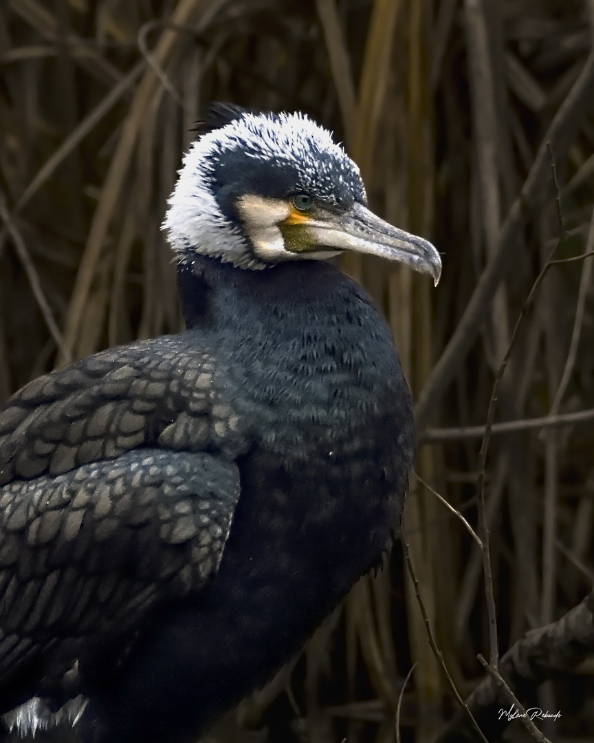 Cormoran plumage nuptial