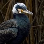 Cormoran plumage nuptial