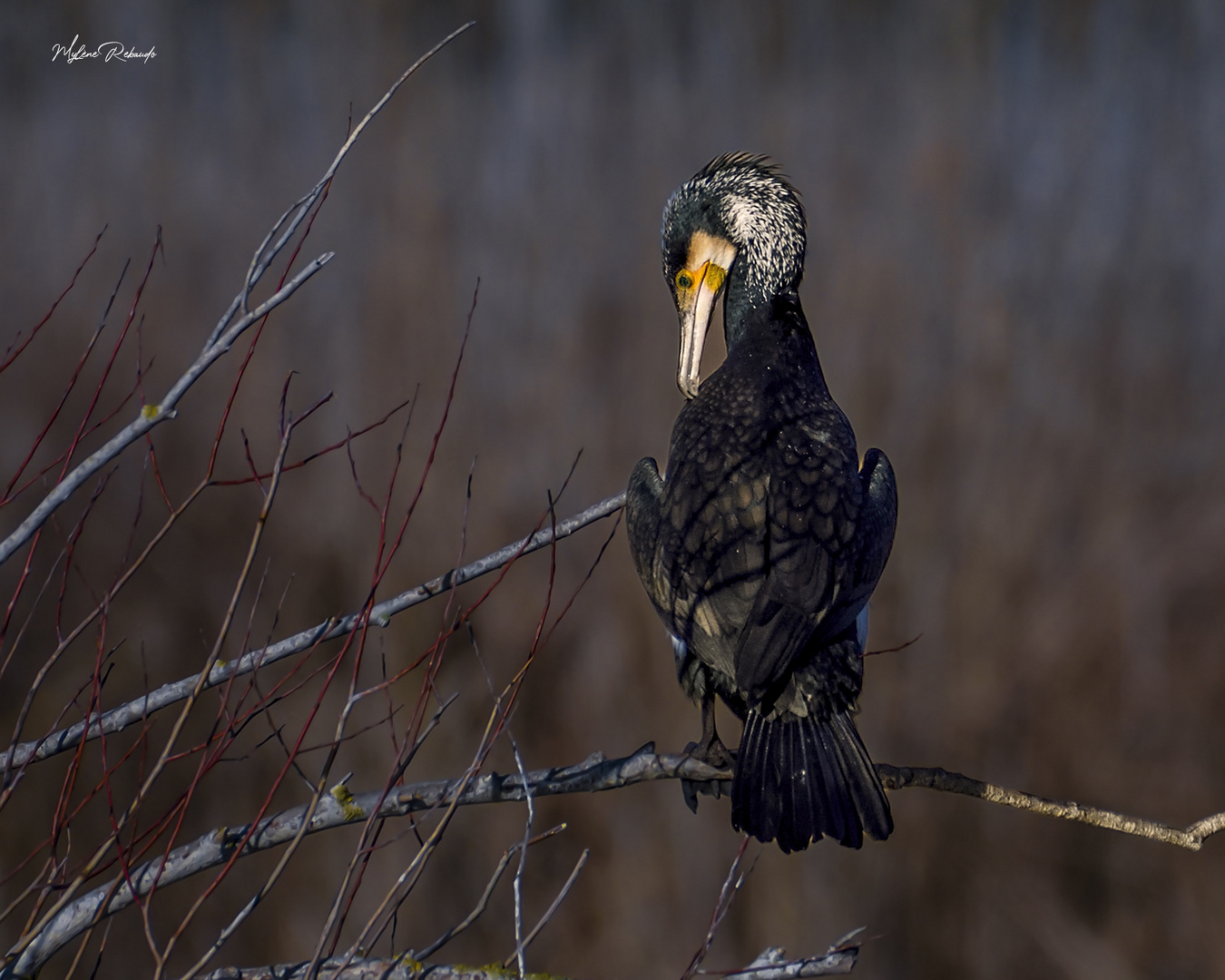 Cormoran plumage nuptial