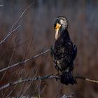 Cormoran plumage nuptial