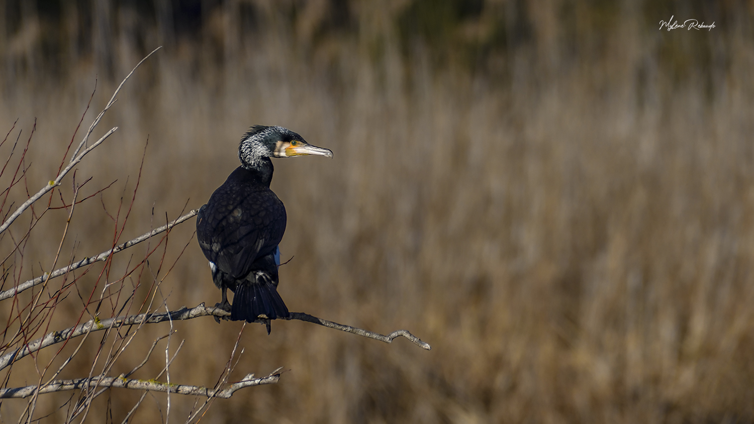 Cormoran plumage nuptial