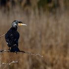 Cormoran plumage nuptial