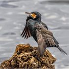 Cormoran qui se sèche les ailes