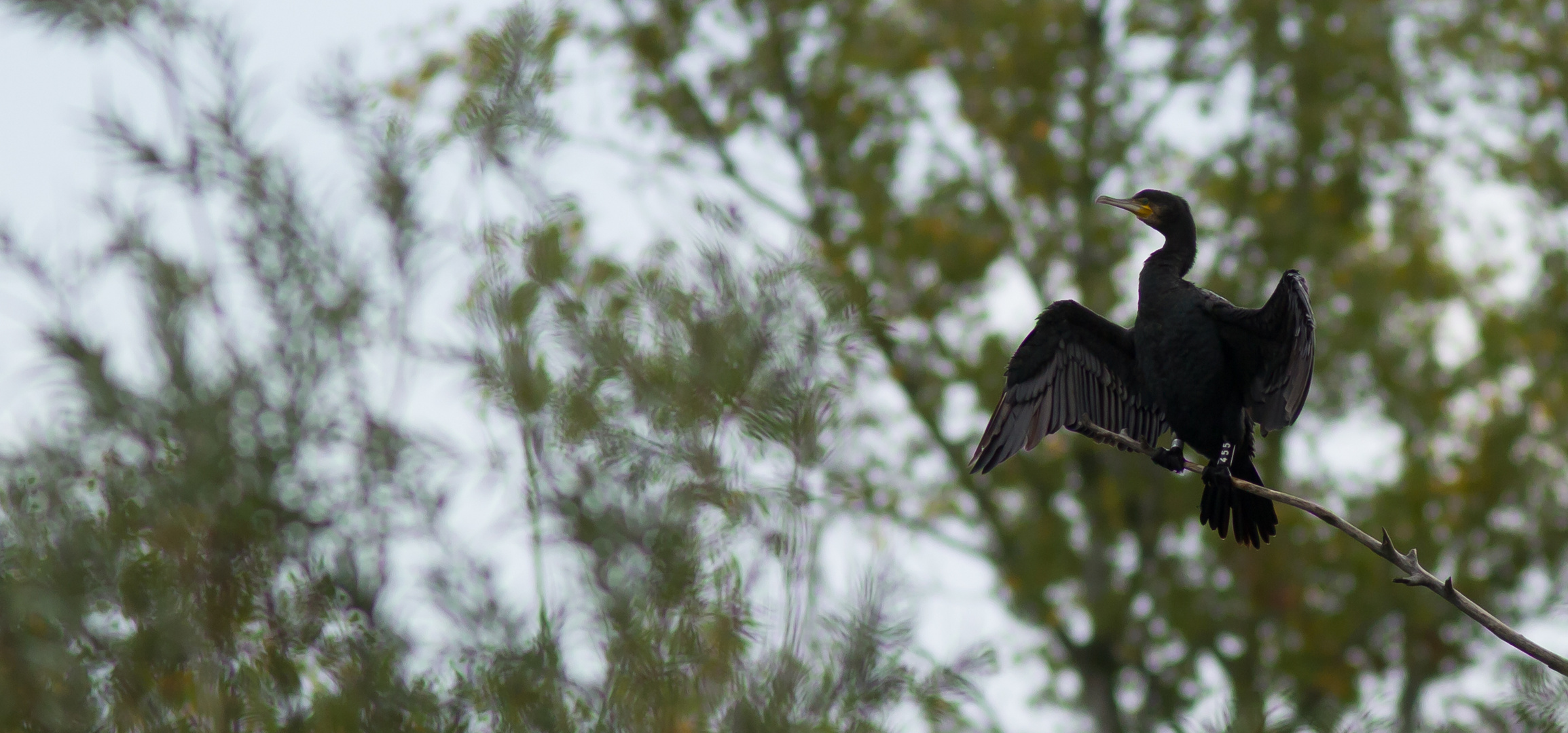 cormoran qui seche au soleil N°455