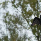 cormoran qui seche au soleil N°455