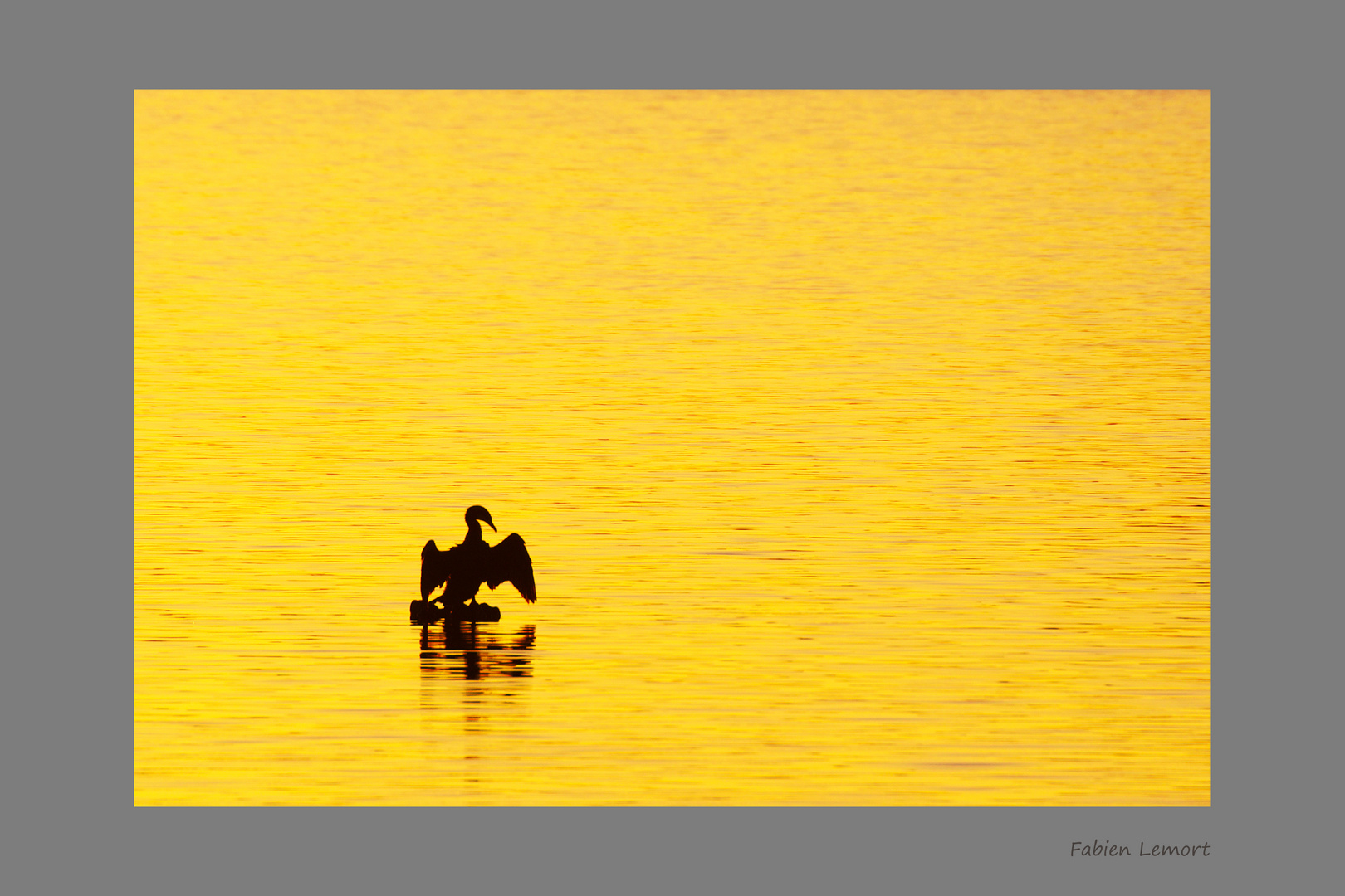 Cormoran qui sèche son plumage au soleil