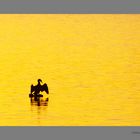 Cormoran qui sèche son plumage au soleil