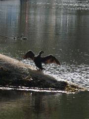 Cormoran se séchant au soleil