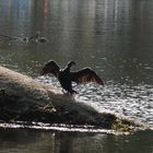 Cormoran se séchant au soleil