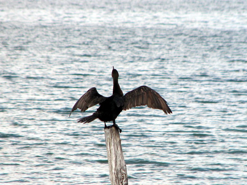 cormoran sèchant ses ailes au soleil