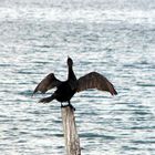 cormoran sèchant ses ailes au soleil