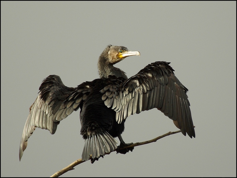 Cormoran sur ciel gris