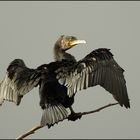 Cormoran sur ciel gris