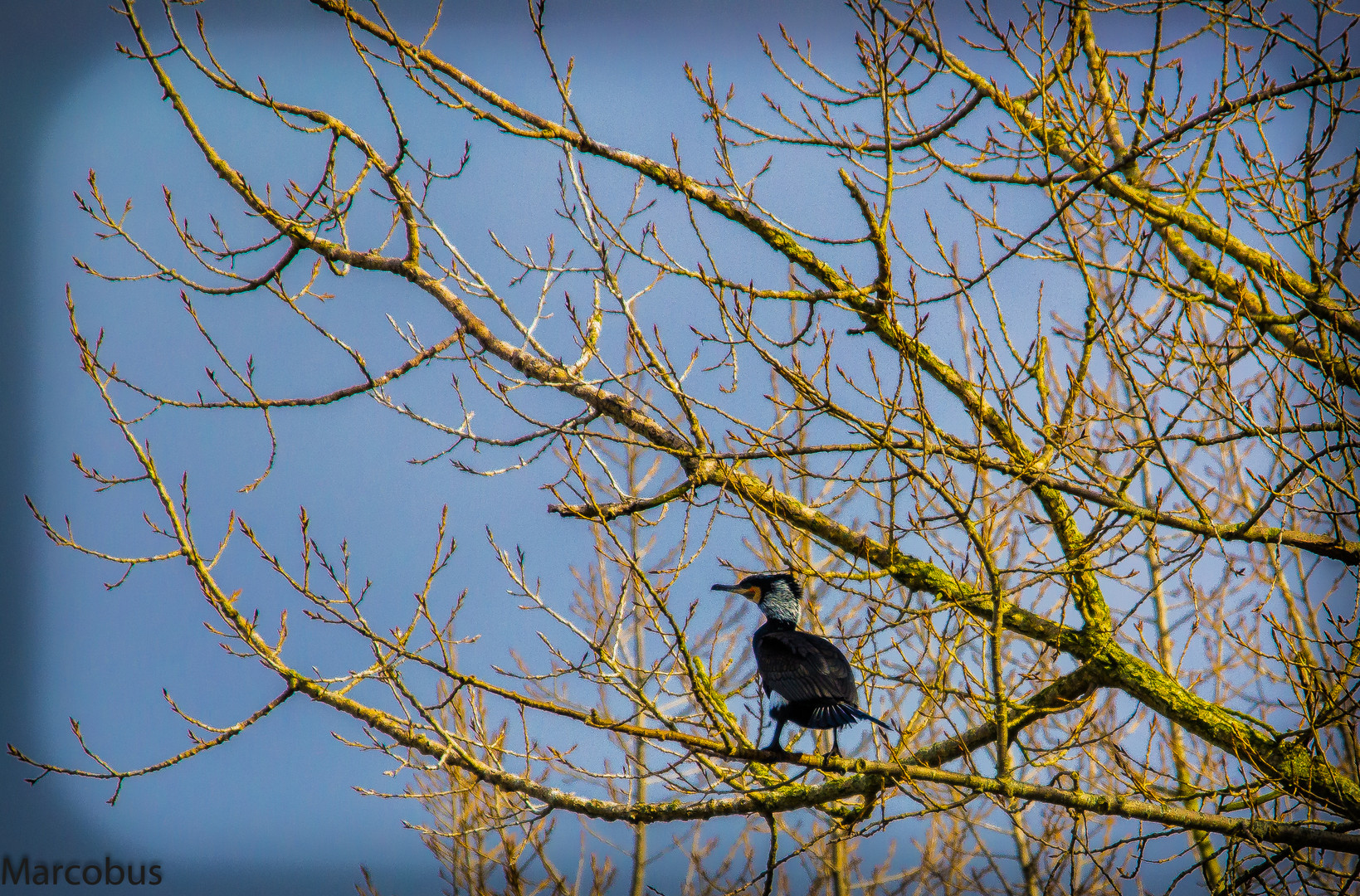 Cormoran sur sa branche