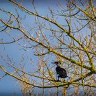 Cormoran sur sa branche