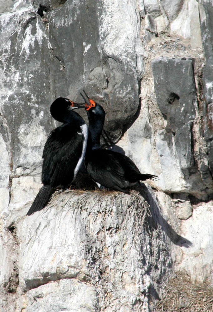 cormoran terrestre à tache rouge