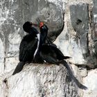 cormoran terrestre à tache rouge