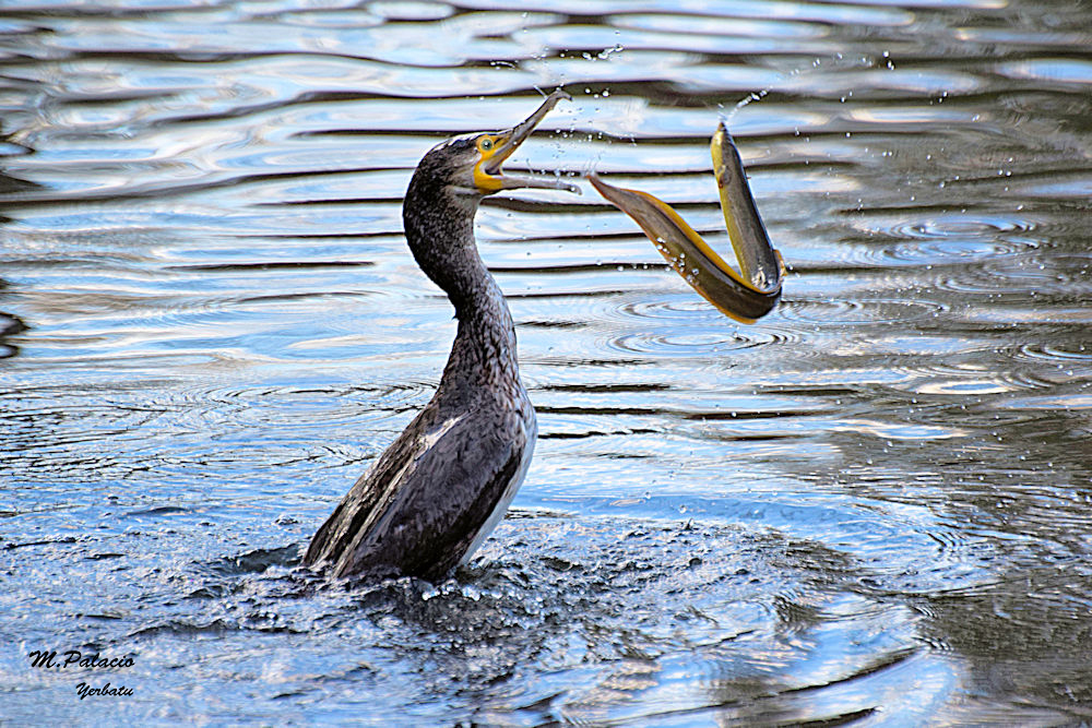 Cormorán y anguila