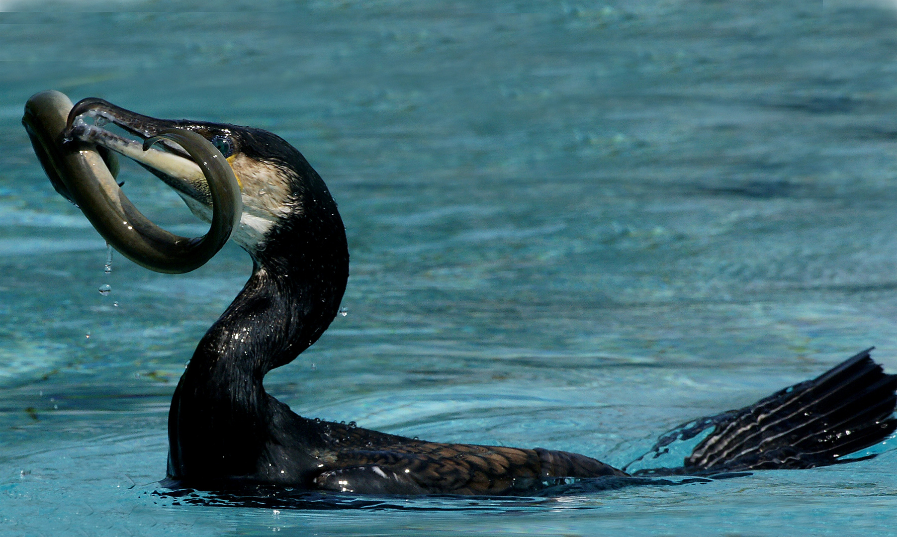 Cormorán y la anguila