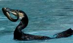 Cormorán y la anguila de Chantal Togni 