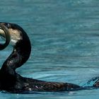 Cormorán y la anguila