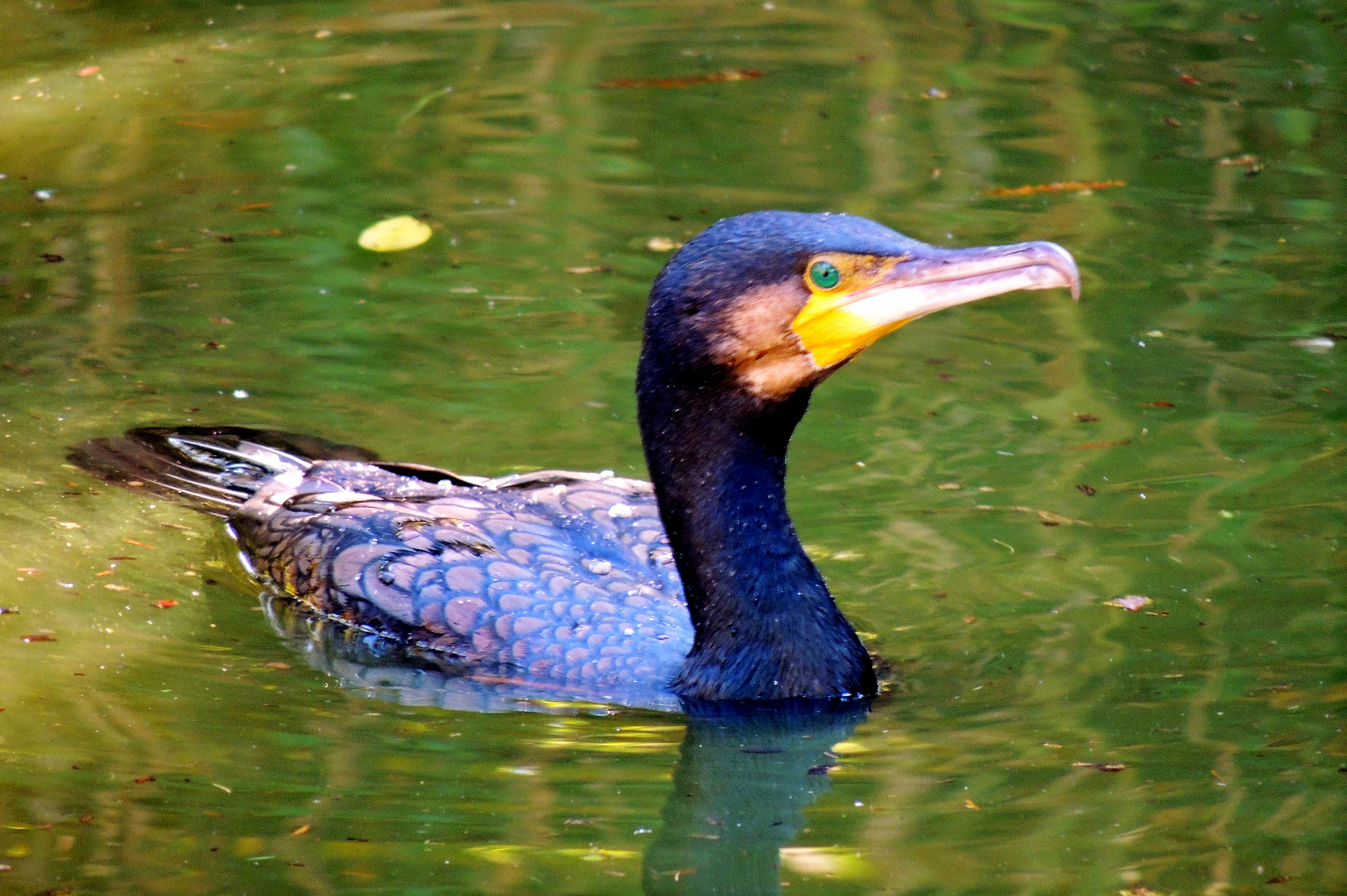 Cormorand