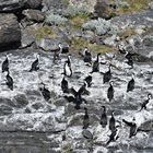 cormoranes 02