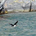 cormoranes 05