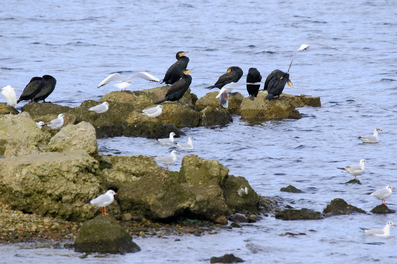 Cormoranes