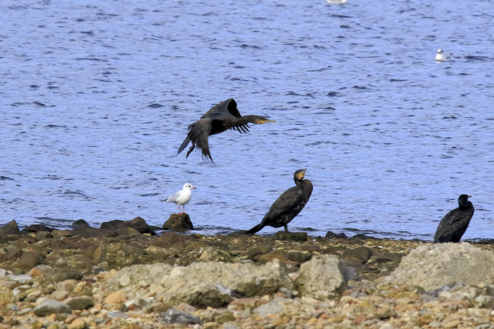 Cormoranes