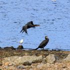 Cormoranes