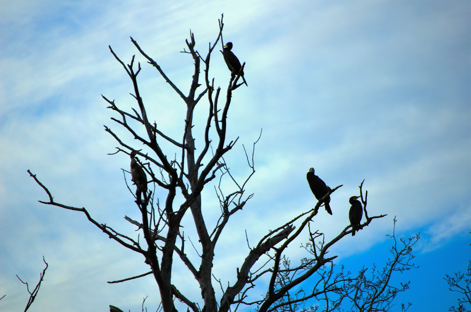 Cormoranes en las ramas