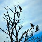 Cormoranes en las ramas