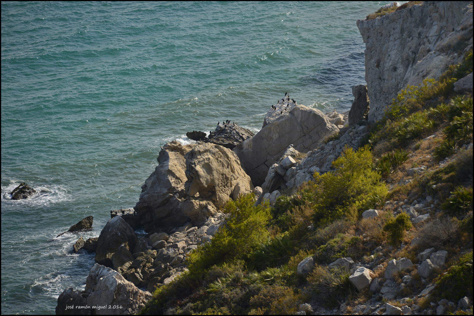 Cormoranes en los riscos