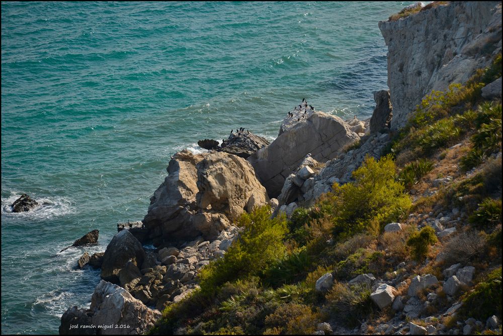 Cormoranes en los riscos