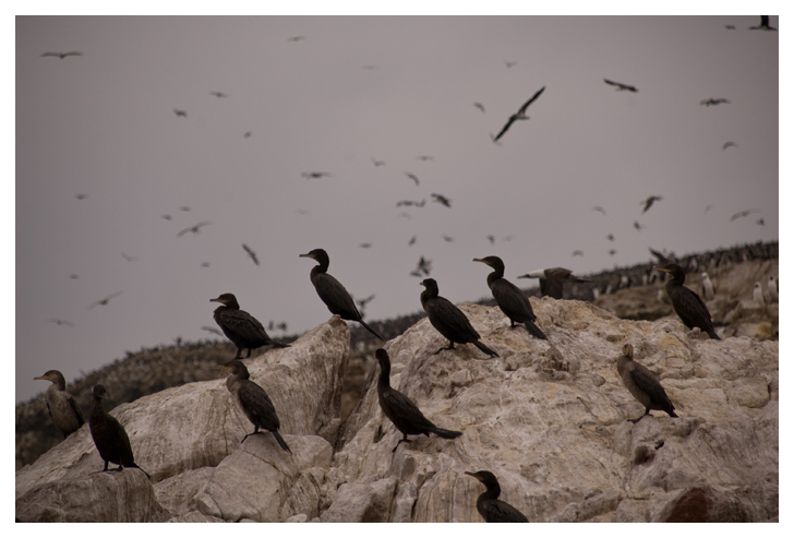 Cormoranes en Paracas