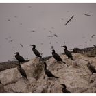 Cormoranes en Paracas