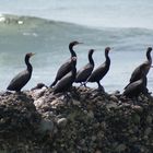 Cormoranes (Phalacrocorax)