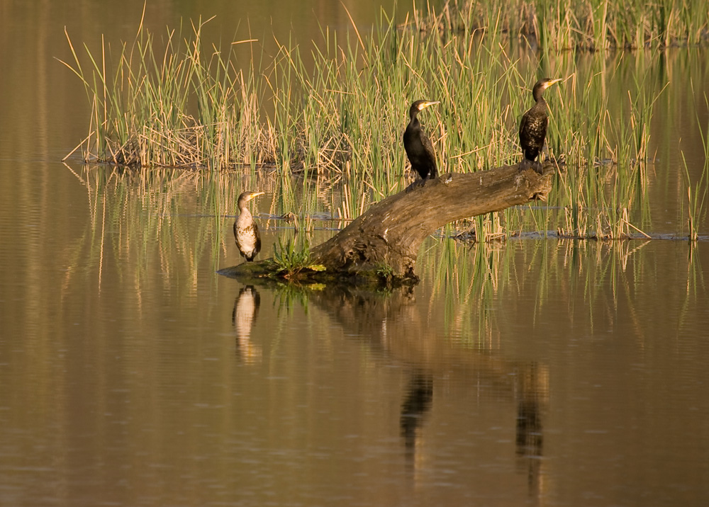 Cormoranes y su reflejo.....