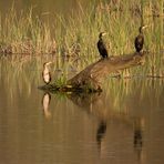 Cormoranes y su reflejo.....