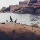 cormorani