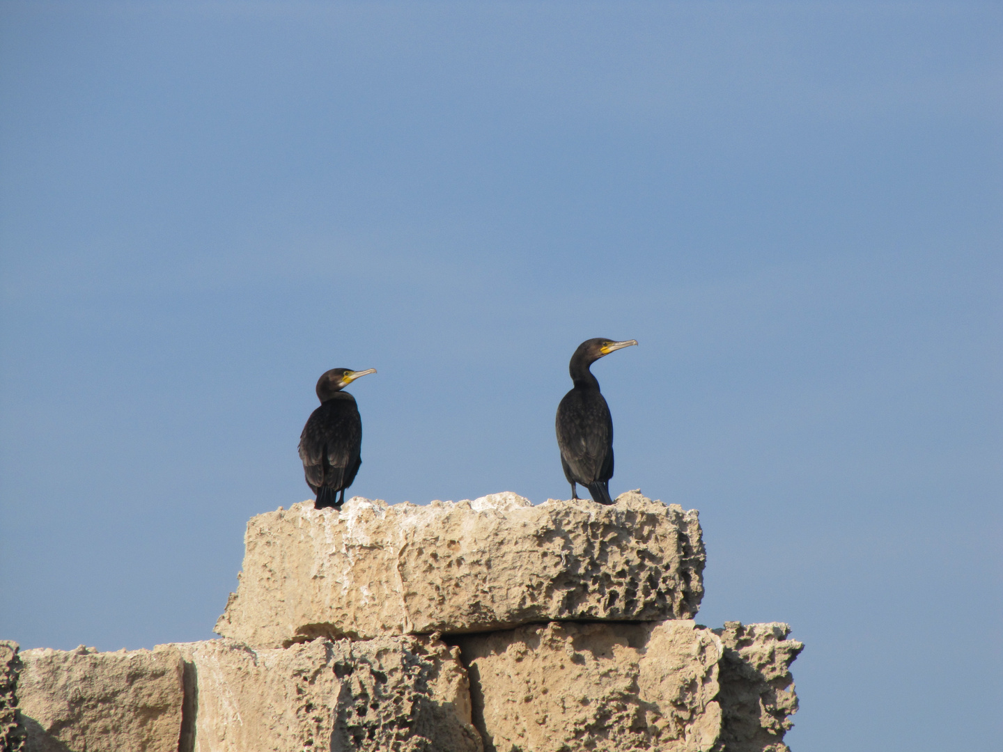 Cormorani