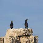 Cormorani