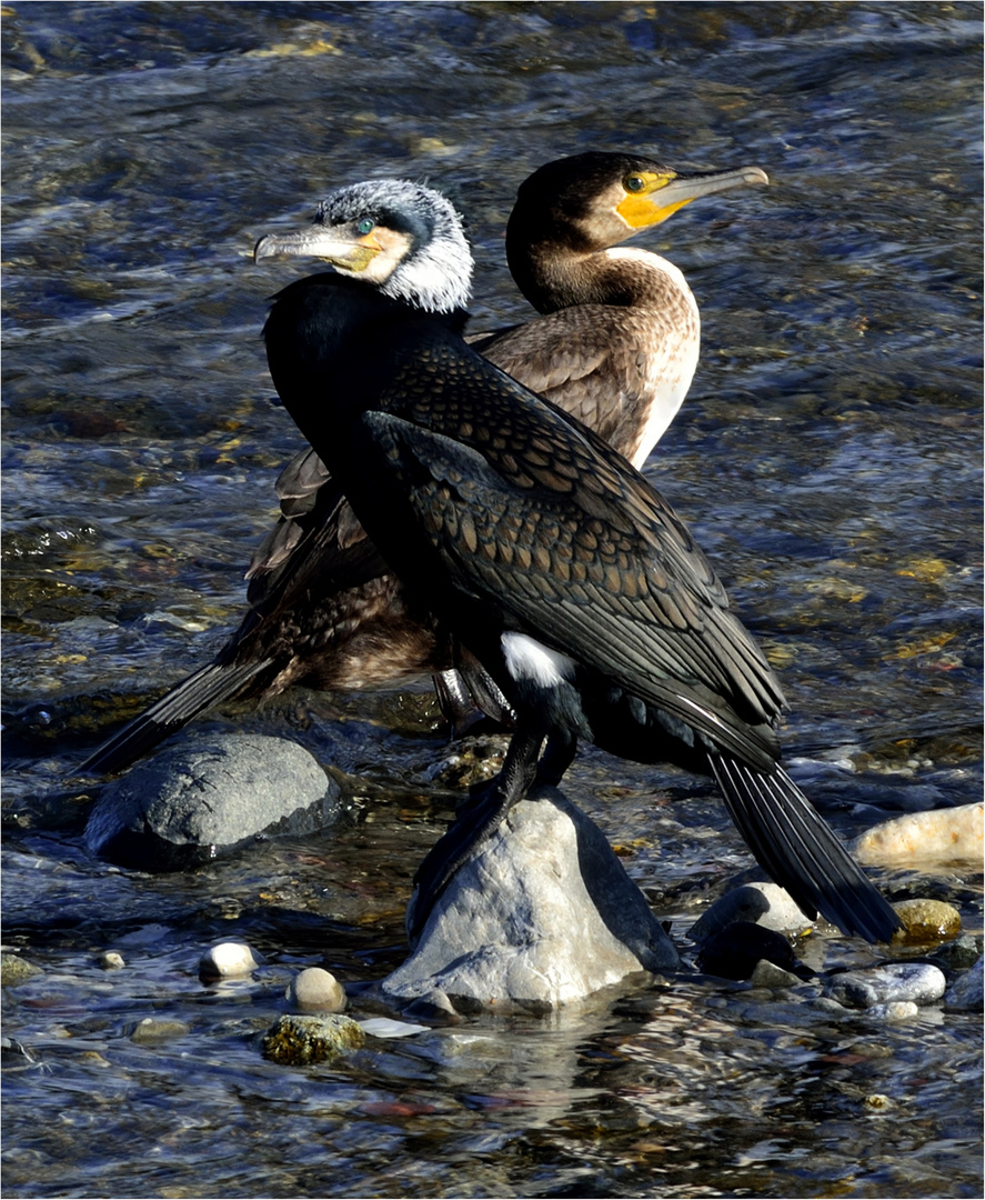 Cormorani alla foce del fiume Entella.