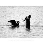 cormorani [bw]