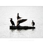 cormorani [bw]