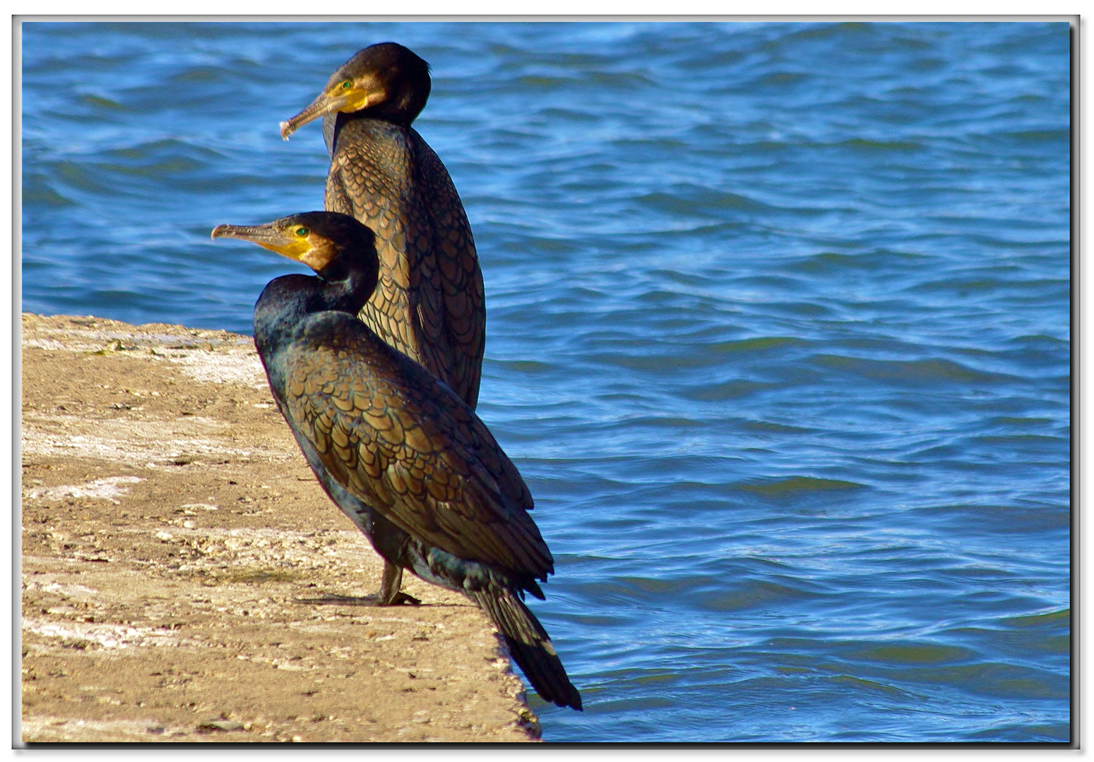 cormorani dagli occhi smeraldi....